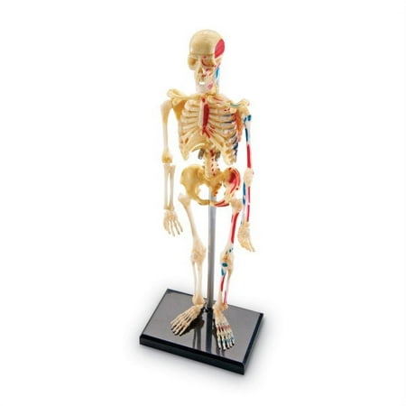 UPC: 0765023033373 | Learning Resources Skeleton Anatomy Model