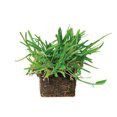 St Augustine Floratam Grass Plugs (64Count) Natural, Affordable Lawn