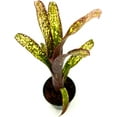 thumbnail image 3 of ragnaroc Live Plants – Bromeliad Billbergia Casa Blanca, 8-12" in 4" Pot - 1ct - Live Arrival Guaranteed - House Plants for Home Decor & Gift, 3 of 5