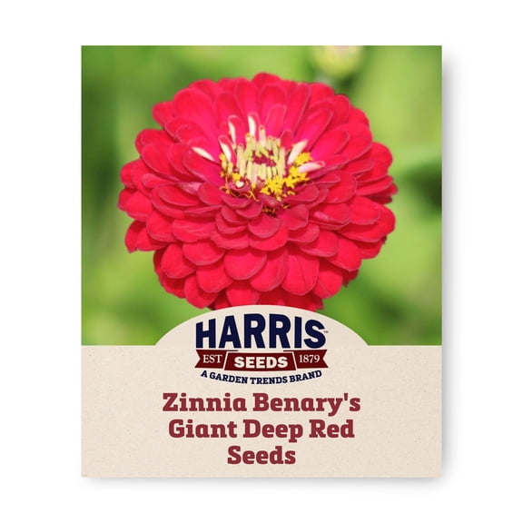 Harris Seeds Zinnia Benary’s Giant Deep Red Seeds, Large Dahlia-Style Flowers, 50 Count