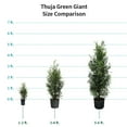 thumbnail image 2 of Direct Gardening Emerald Green Arborvitae Tree Live Evergreen Shrub, Grown in a 3-Gallon Pot, 3 Pack, 2 of 4