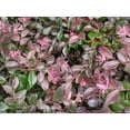 thumbnail image 6 of Ruby Loropetalum ( chinese fringe ) - Starter Plant ( 4m ) ( 1 live plant ), 6 of 6
