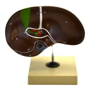 Eisco Labs Human Liver Anatomical Model with Gall Bladder, Life Size, Approx. 8"x8"x5"