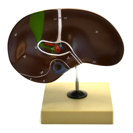 Eisco Labs Human Liver Anatomical Model with Gall Bladder, Life Size, Approx. 8"x8"x5"