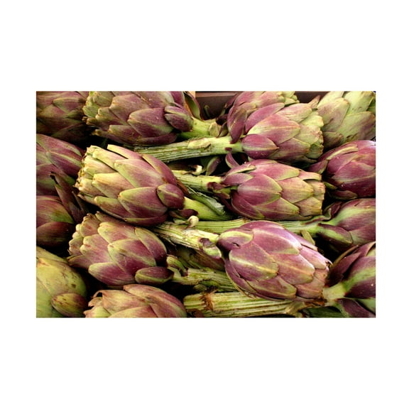 Canvas Wall Art - DANE 'Keukenhof Gardens 11' Wall Art for Living Room, Bedroom, or Office Décor by Trademark Fine Art - 19 x 12 Inches