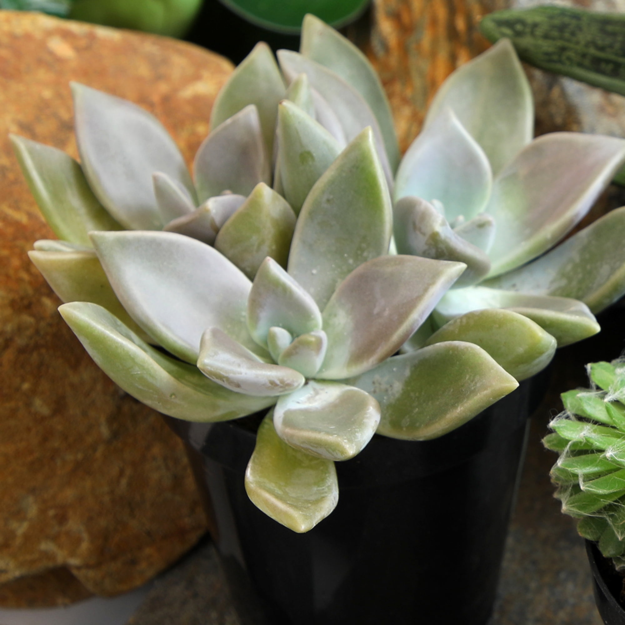 Element Live Plant Succulent Assorted Varieties and Colors in 4in Pot