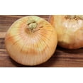 thumbnail image 2 of 400 *Seeds Texas EARLY GRANO ONION Large Sweet Yellow Allium Cepa Vegetable Seeds, 2 of 8