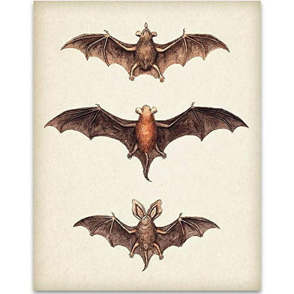 Vintage Bat Painting - 11x14 Unframed Art Print - Great Biology Lab Decor or Gift for People Who are Fascinated with Bats
