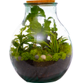 thumbnail image 1 of Boris le Terrarium / L, 1 of 7