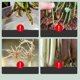 thumbnail image 5 of Rooting Hormone For Cuttings,plant Growth Enhancer Supplement,root Growth Rooting Hormone For Plant Cuttings,promotes Rooting, 5 of 5