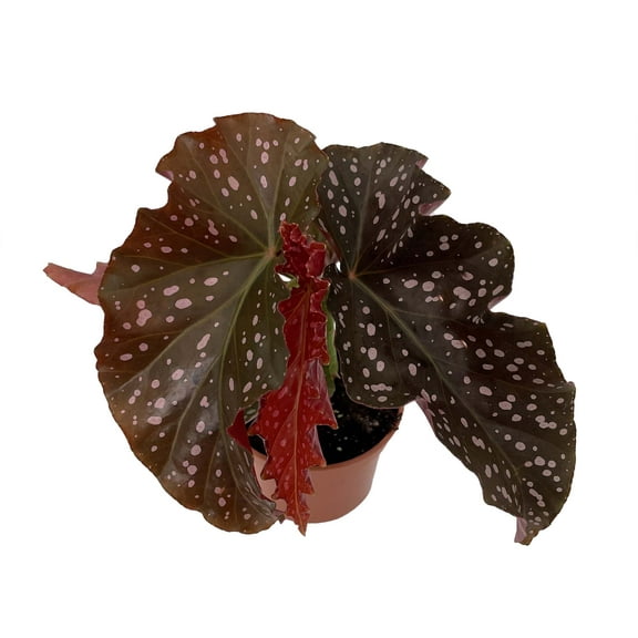 Crackling Rosie Begonia Plant - 3.7" Pot - Excellent Houseplant