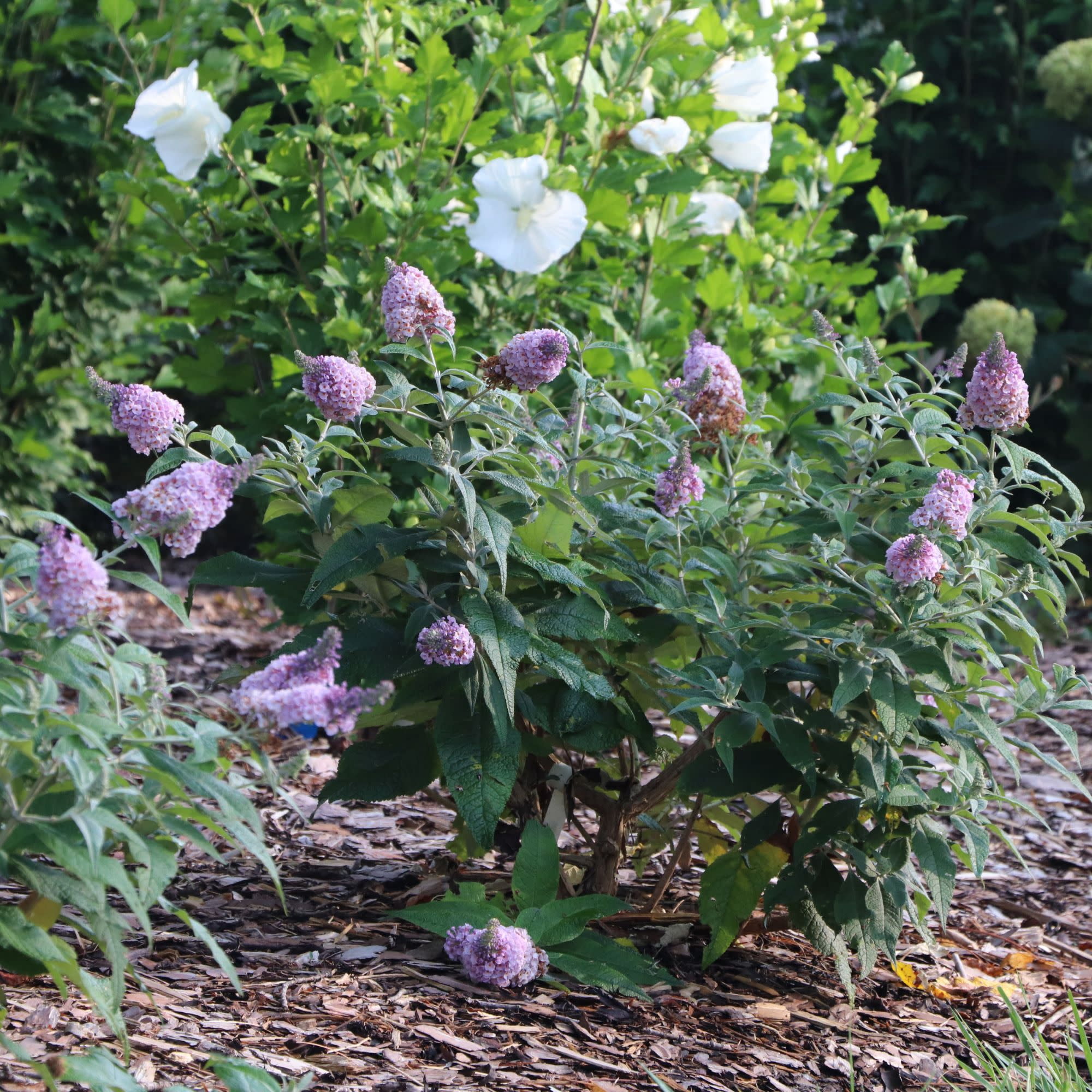 Proven Winners ColorChoice 6" Purple Pugster Sorbet Butterfly Bush Live Plant in 7.5" Pot