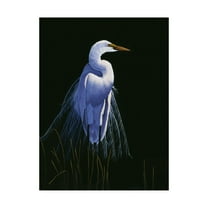 Trademark Fine Art 'Common Egret In Breeding Plumage' Canvas Art by Michael Budden