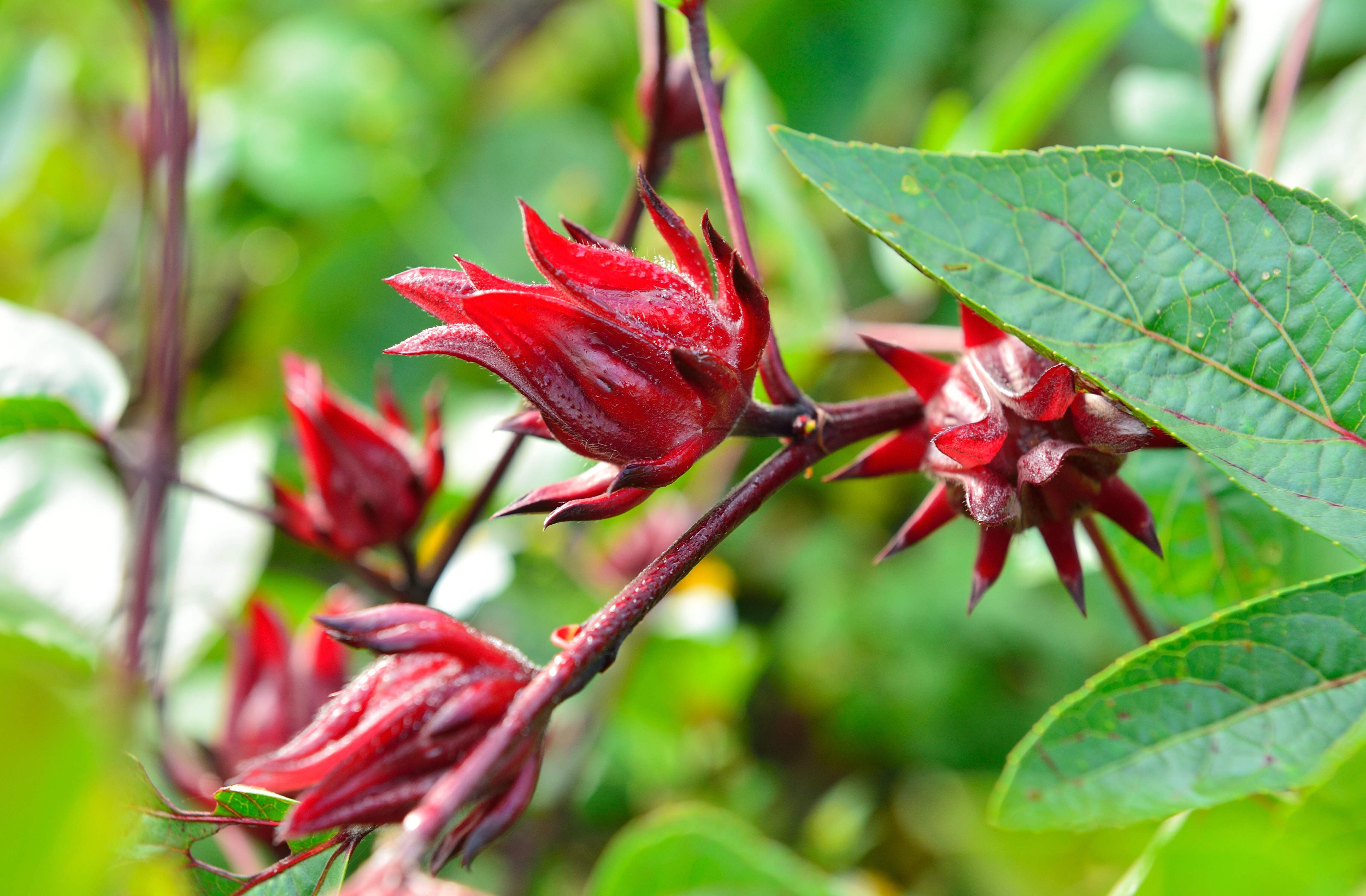 Semi Di Ibisco (Hibiscus Sabdariffa) – 50 Sementi Di Roselle – Fiore Originale - Foto 4