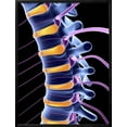 thumbnail image 2 of Spine And Spinal Nerves,computer Artwork, Framed Art Print Wall Art by PASIEKA Sold by Art.Com, 2 of 5