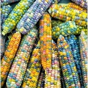 Glass Gem Corn Seeds - 75 Seeds - Beautiful Rainbow Colored Heirloom Corn Seeds to Grow - Very Unique and Rare Vegetable Seeds