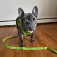 thumbnail image 2 of Voyager Reflective Dog Leash with Neoprene Handle, 5ft Long, Supports Small, Medium, and Large Breed Puppies, Cute and Heavy Duty for Walking, Running, and Training - Lime Green, S, 2 of 5
