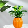 thumbnail image 4 of Todaioua 4 Inch Self Watering Plant Pot, Self Watering Pots, Small Self Watering Planter with Reservoir for Indoor Plants for Garden Home, Green Plant Lovers (Transparent Orange), 4 of 6