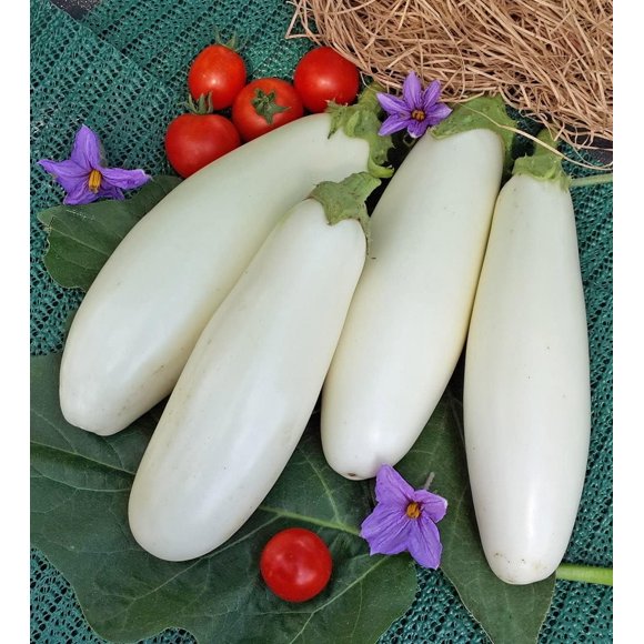 HJADGG Graines Aubergine Aubergine Blanc Thaï Non OGM Légume d'Héritage pour la Plantation