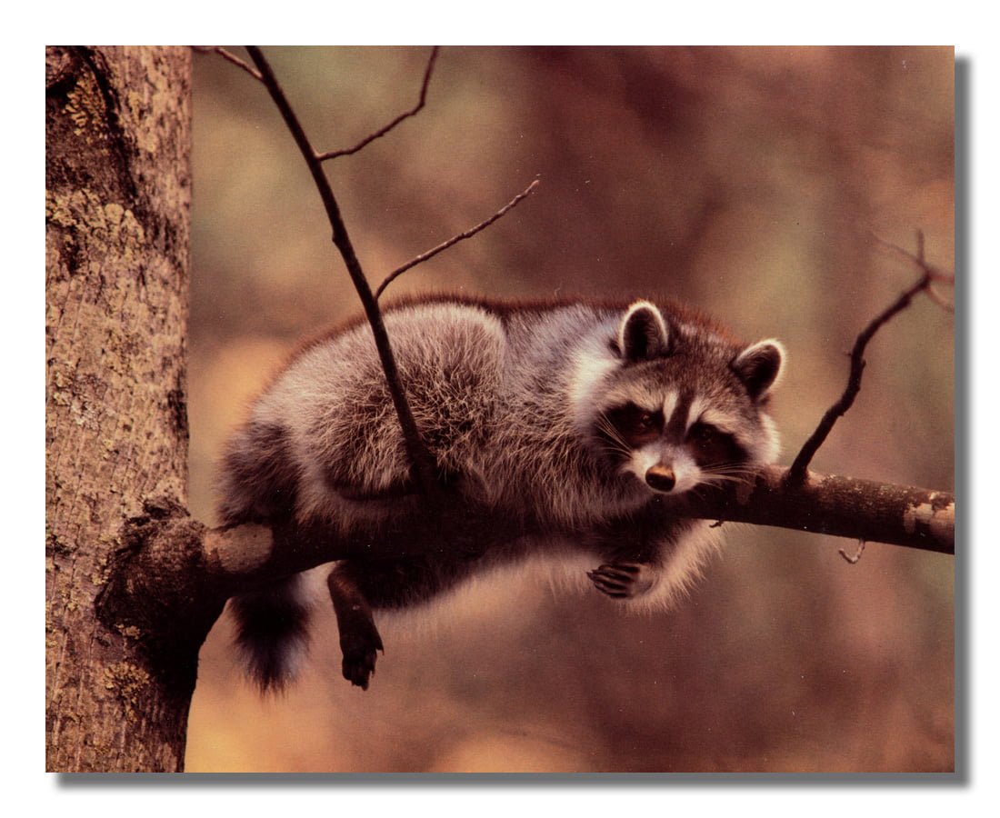 Baby Raccoons Stick Head Out Of Tree Hole #1 Photo Wall Picture 8x10 Art Print 