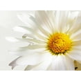 thumbnail image 2 of Peck, Gail 24x19 White Modern Wood Framed Museum Art Print Titled - White Floating Daisy, 2 of 4