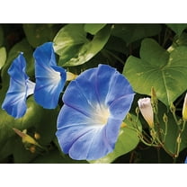 Country Creek Acres 100 Morning Glory Plant Seeds
