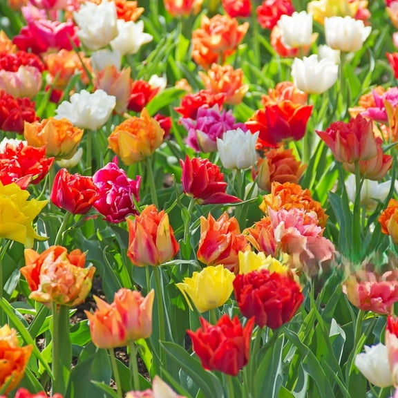 Colorful Double Bloom Mixed Tulips, 10 Bulbs - Red, Pink, Yellow, Purple Flowers -  Attracts Bees & Butterflies - Spring Blooming, Easy to Grow & Maintain