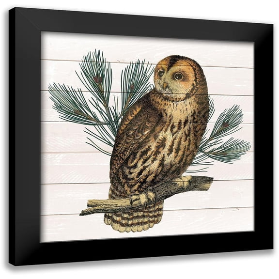 Kimberly, Allen 12x12 Black Modern Framed Museum Art Print Titled - Owl 1