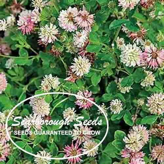 Scarborough Seeds White Dutch Clover 1000 Seeds Lawns and Ground Cover