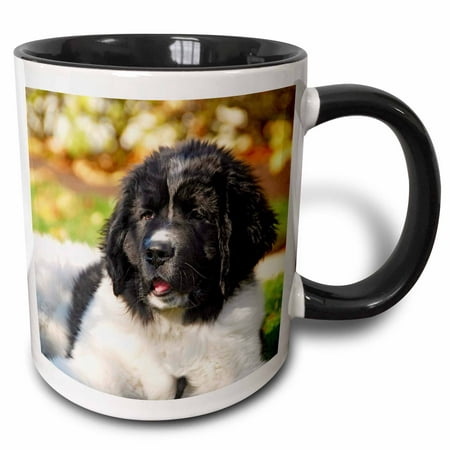 3dRose Oregon, Portland, Landseer Newfoundland dog puppy - US38 BJA0528 - Jaynes Gallery - Two Tone Black Mug,