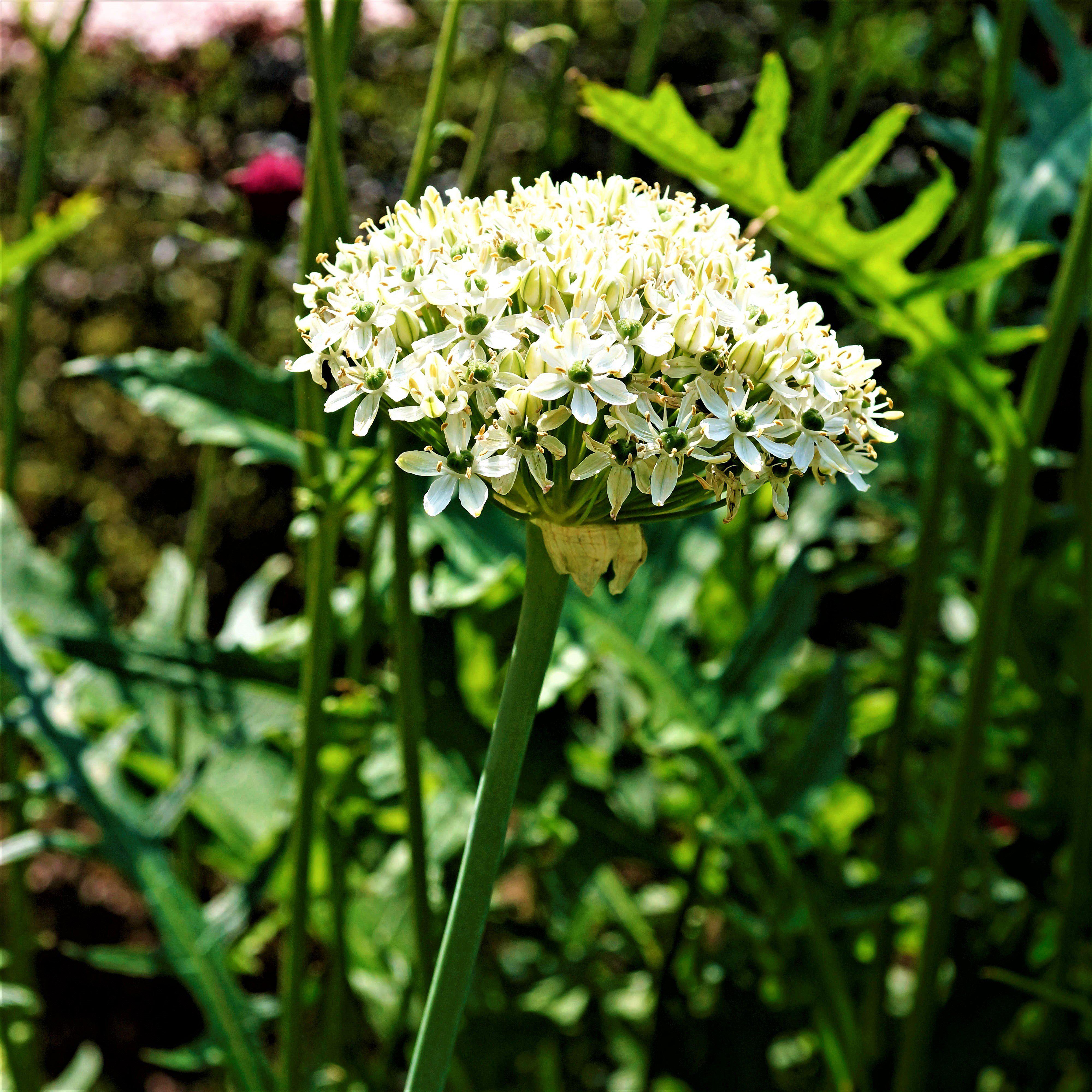 Allium Nigrum (20 pack) Bulbs, White Flowers Professional Growers from Easy to Grow