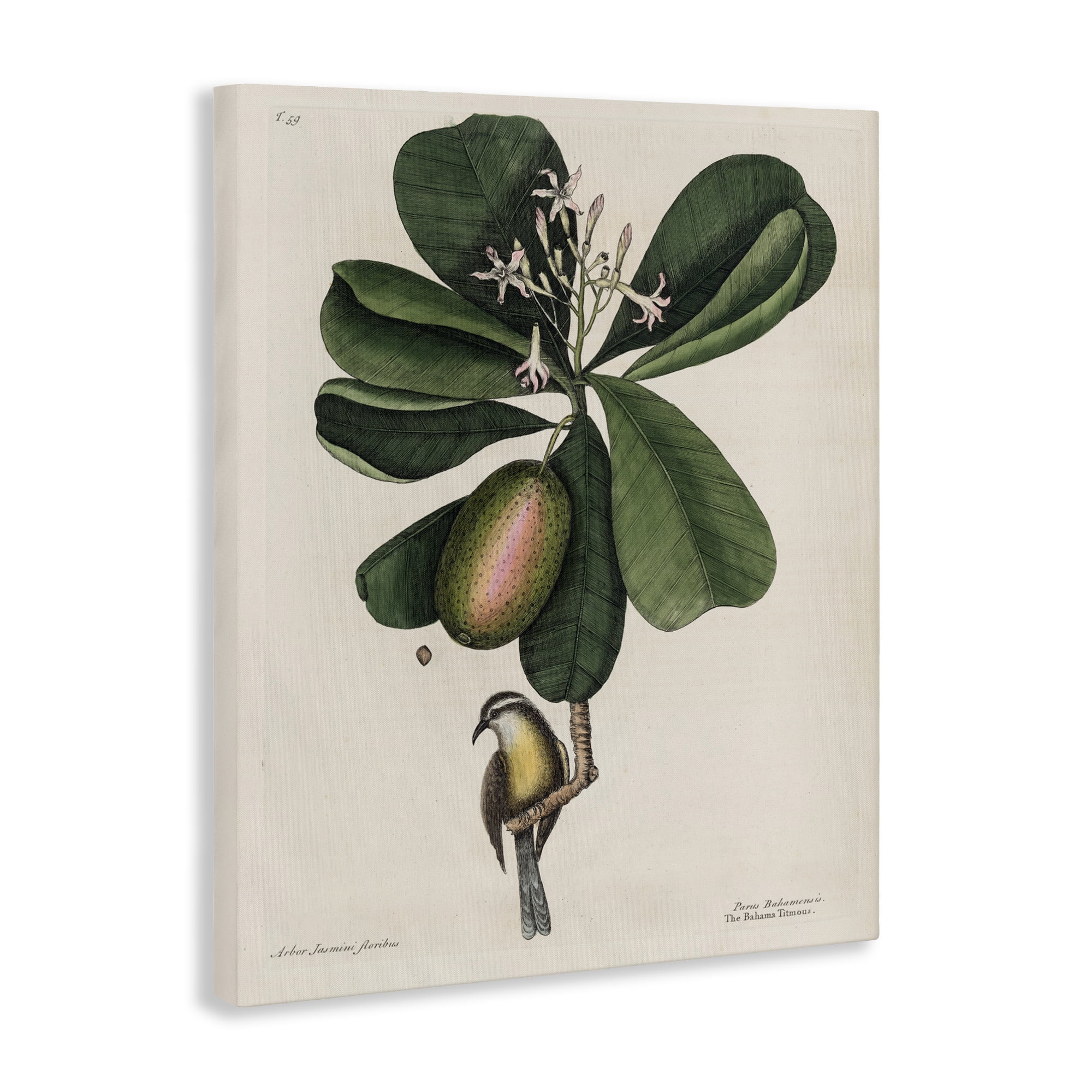 Stupell Industries Catesby Flora & Fauna Canvas Wall Art, design by Print Collection