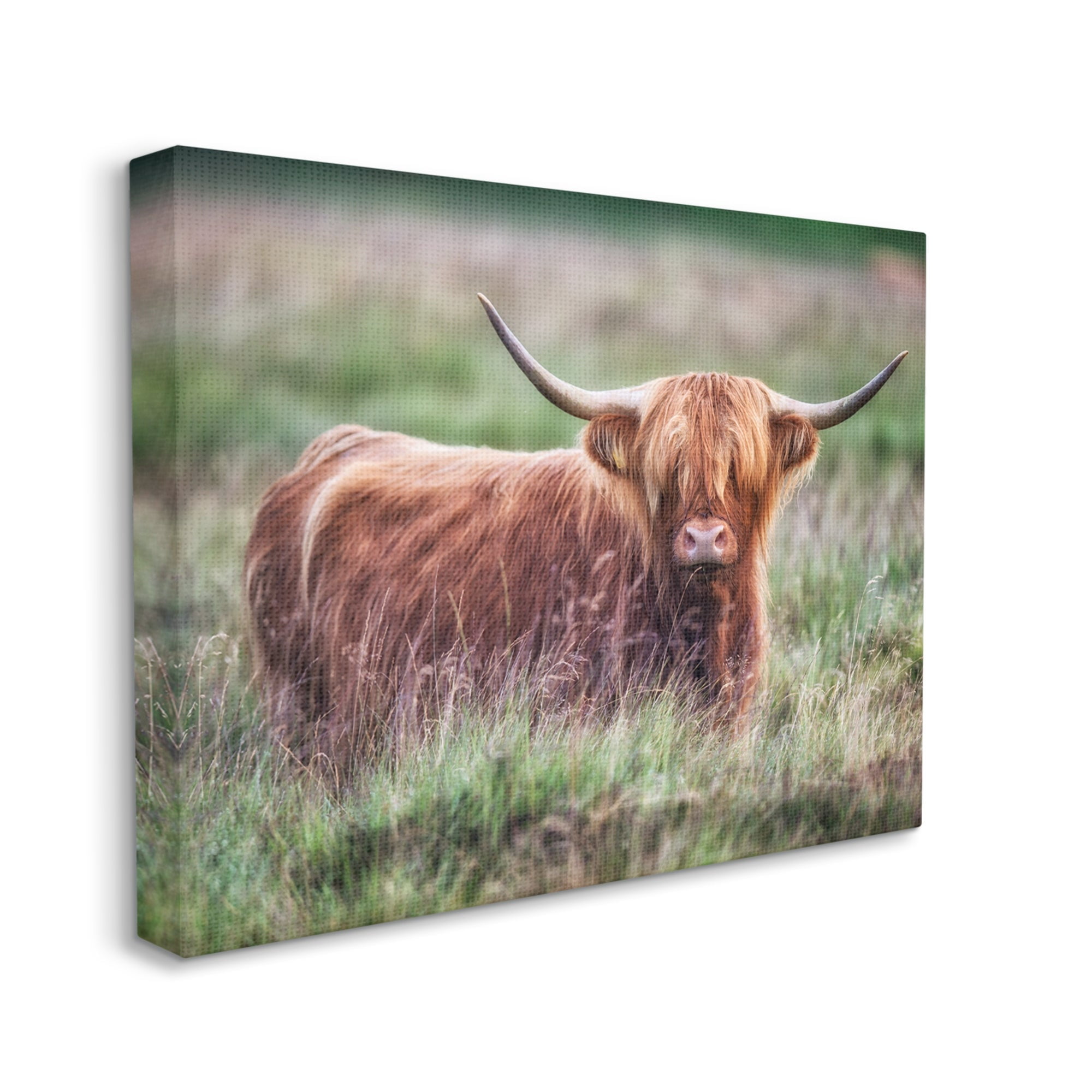 Stupell Industries Highland Longhorn Cattle Grazing Rural Countryside Grassland Photograph Gallery Wrapped Canvas Print Wall Art, Design by James Dobson