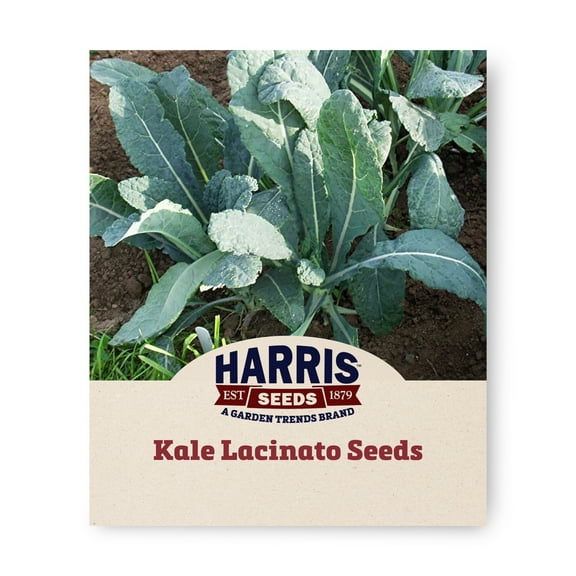 Harris Seeds Lacinato Organic Kale, Non-GMO, 50 Count