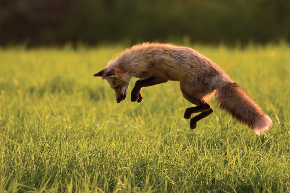 Red Fox Hunting Pri