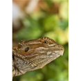 thumbnail image 1 of Posterazzi DPI1844607 Bearded Dragon Lizard Poster Print, 13 x 19, 1 of 1
