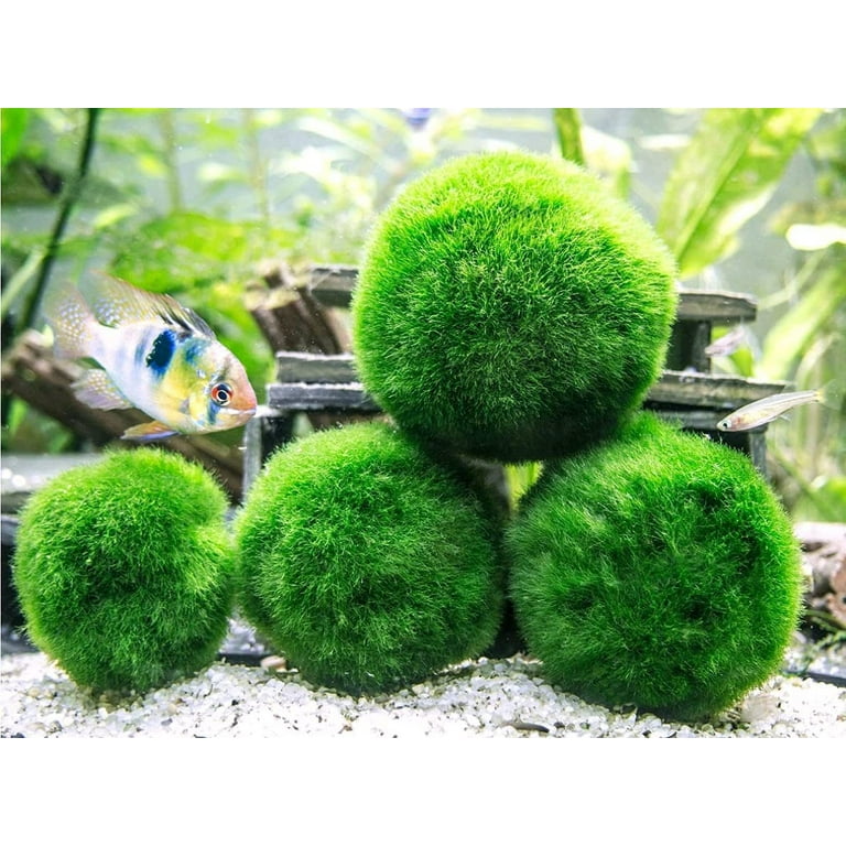 12pcs Moss Ball Moss Ball Decorative Moss Balls for Fish Tank