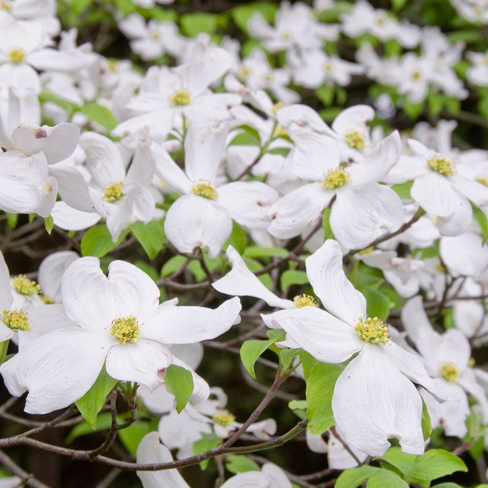Expert Gardener 2-3 ft tall White Flowering Dogwood Live Tree in 5-Gallon Grower Pot