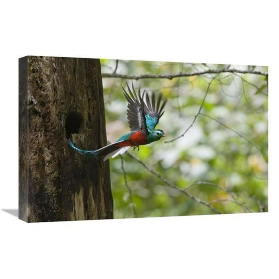16 x 24 in. Resplendent Quetzal Male Flying, Costa Rica Art Print - Konrad Wothe
