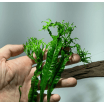 Cabomba Purple Live Aquarium Plants Bunch planted tank