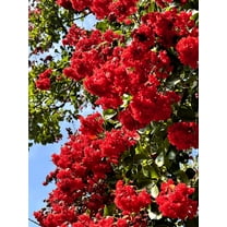 35 RED CREPE MYRTLE Lagerstroemia Indica Flowering Shrub Bush Small Tree Seeds