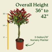 Tropical Plants of Florida 44 to 48 Braided Shrimp Tree; Red Flowers, Full Sunlight, Growers Pot