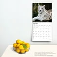 thumbnail image 4 of White Tigers | 2024 12x24" (Hanging) Square Wall Calendar | BrownTrout, 4 of 8