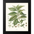 thumbnail image 2 of Babbitt, Gwendolyn 12x14 Black Modern Framed Museum Art Print Titled - Coffee Botanical, 2 of 5