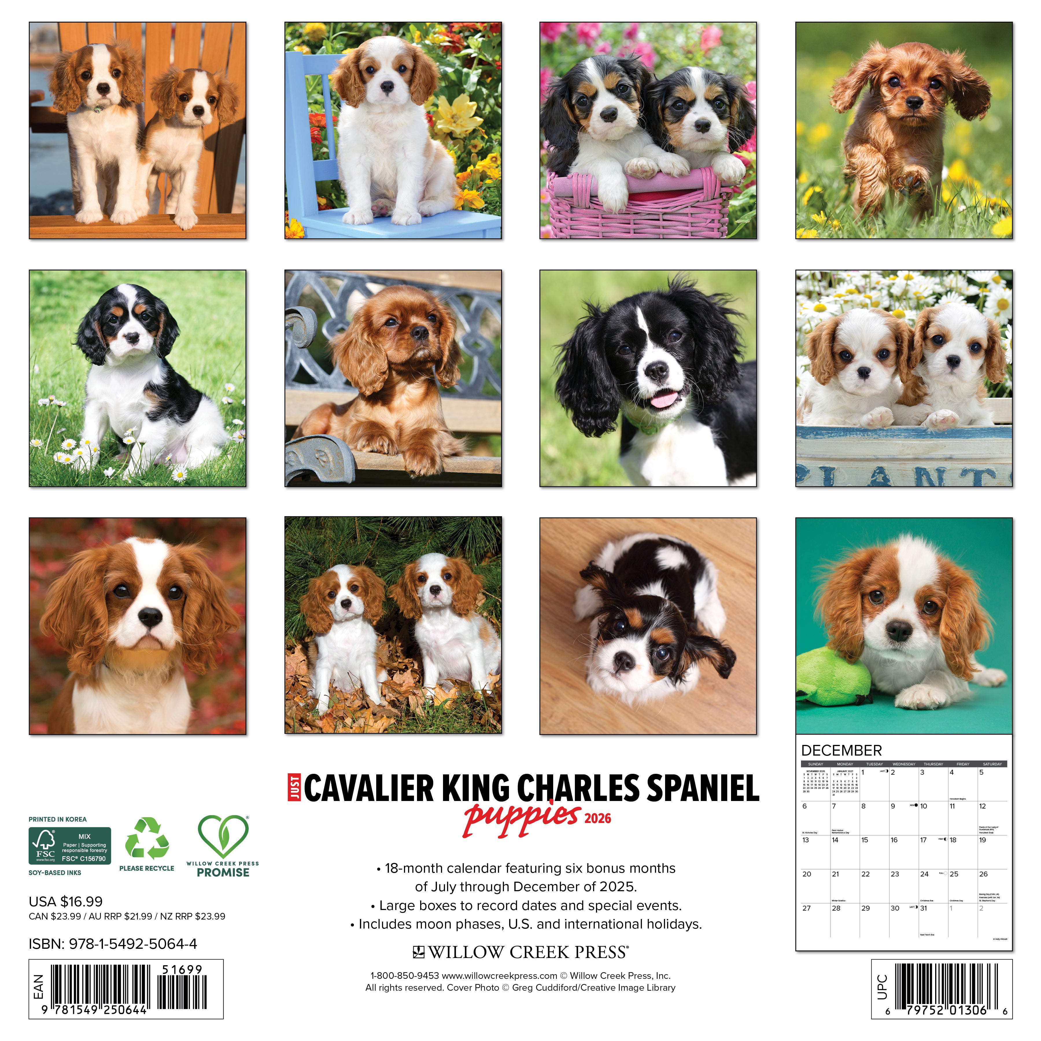 Cavalier King Charles Spaniel Puppies 2026 Wall Calendar