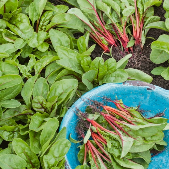Organic Rhubarb Swiss Chard Seeds - 3 g Packet ~161 Seeds - Non-GMO, Certified Organic, Heirloom - Vegetable Garden, Growing Microgreens - Beta vulgaris