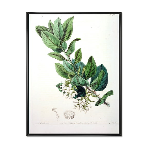 Designart 'Ancient Botanicals XX' Traditional Framed Canvas Wall Art Print