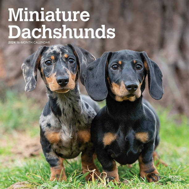 Dachshunds, Miniature 2024 Square (Calendar)