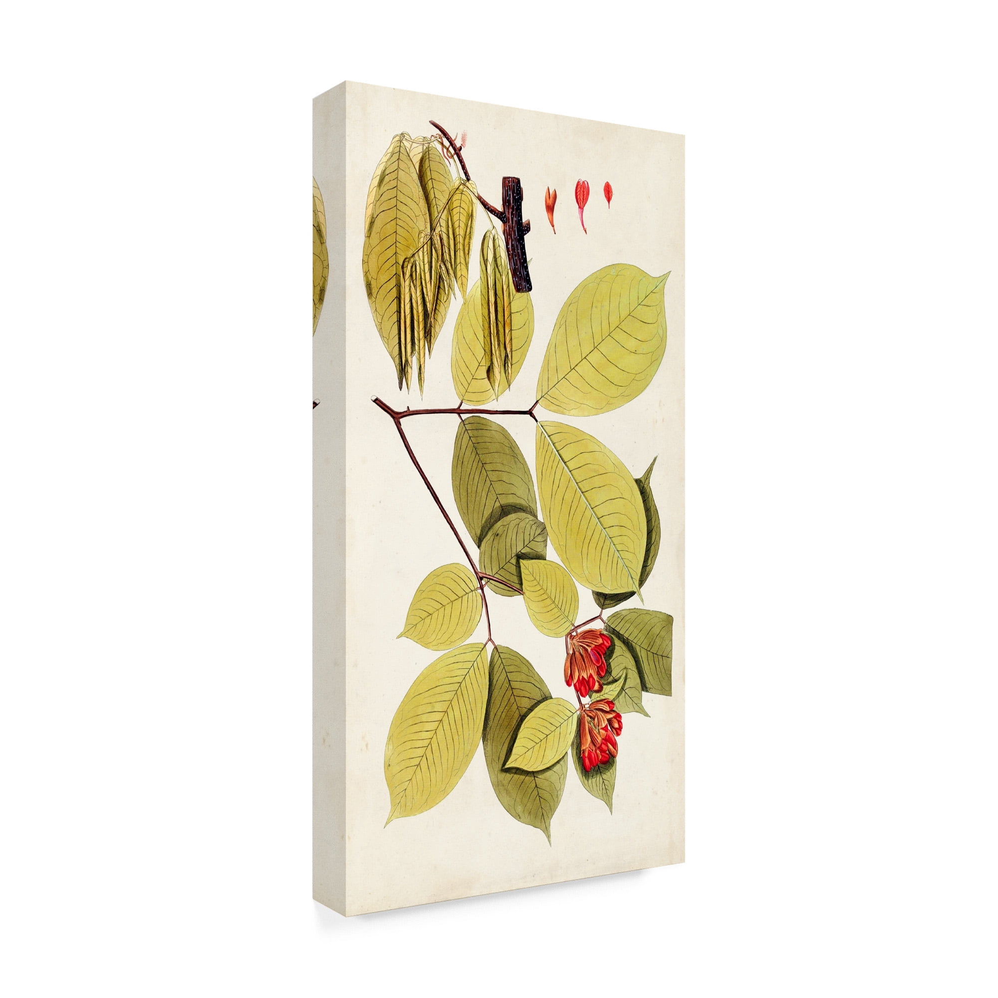 Trademark Fine Art 'Leaf Varieties II' Canvas Art by Vision Studio