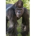 thumbnail image 2 of Garber, Howie 23x32 White Modern Wood Framed Museum Art Print Titled - Portrait of Critically Endangered Western Lowland Gorilla, 2 of 4